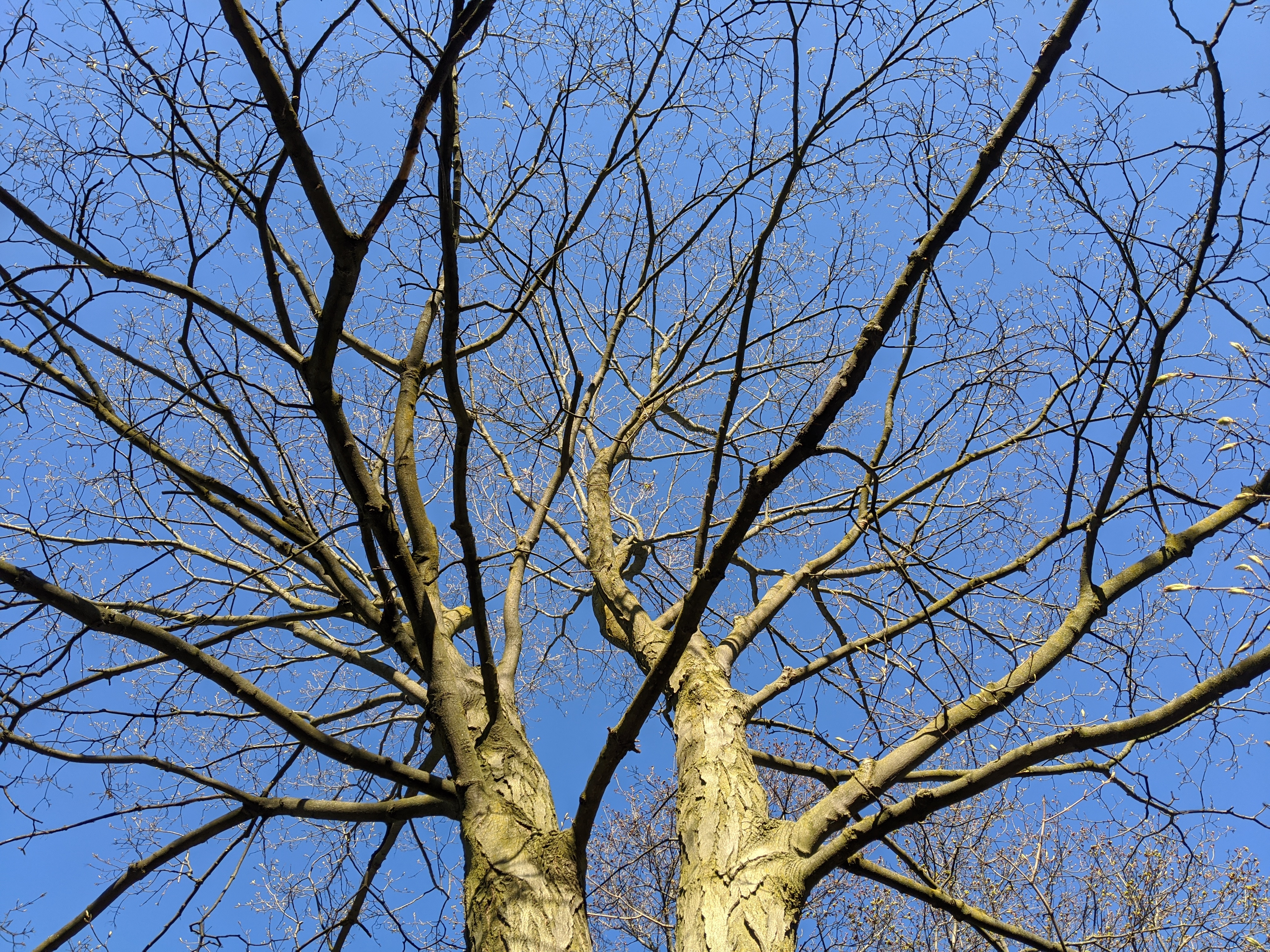 treeGrid